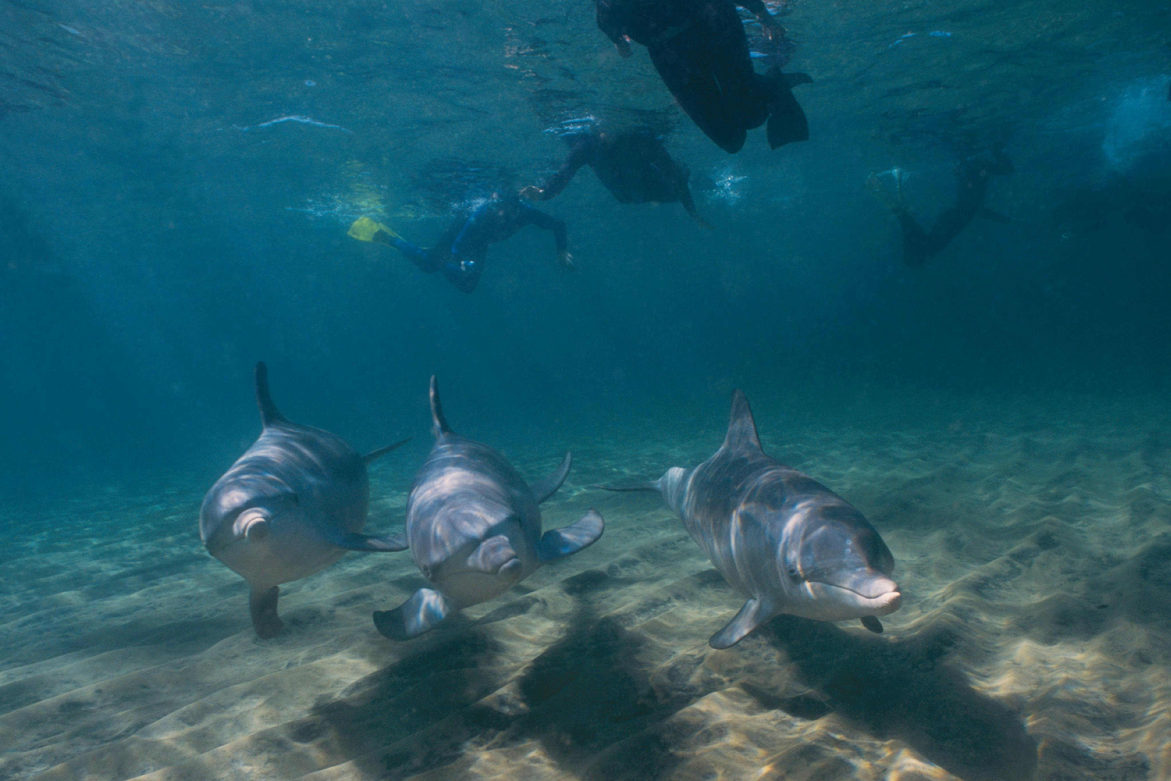 Come face to face with wild bottlenose dolphins in their own environment.