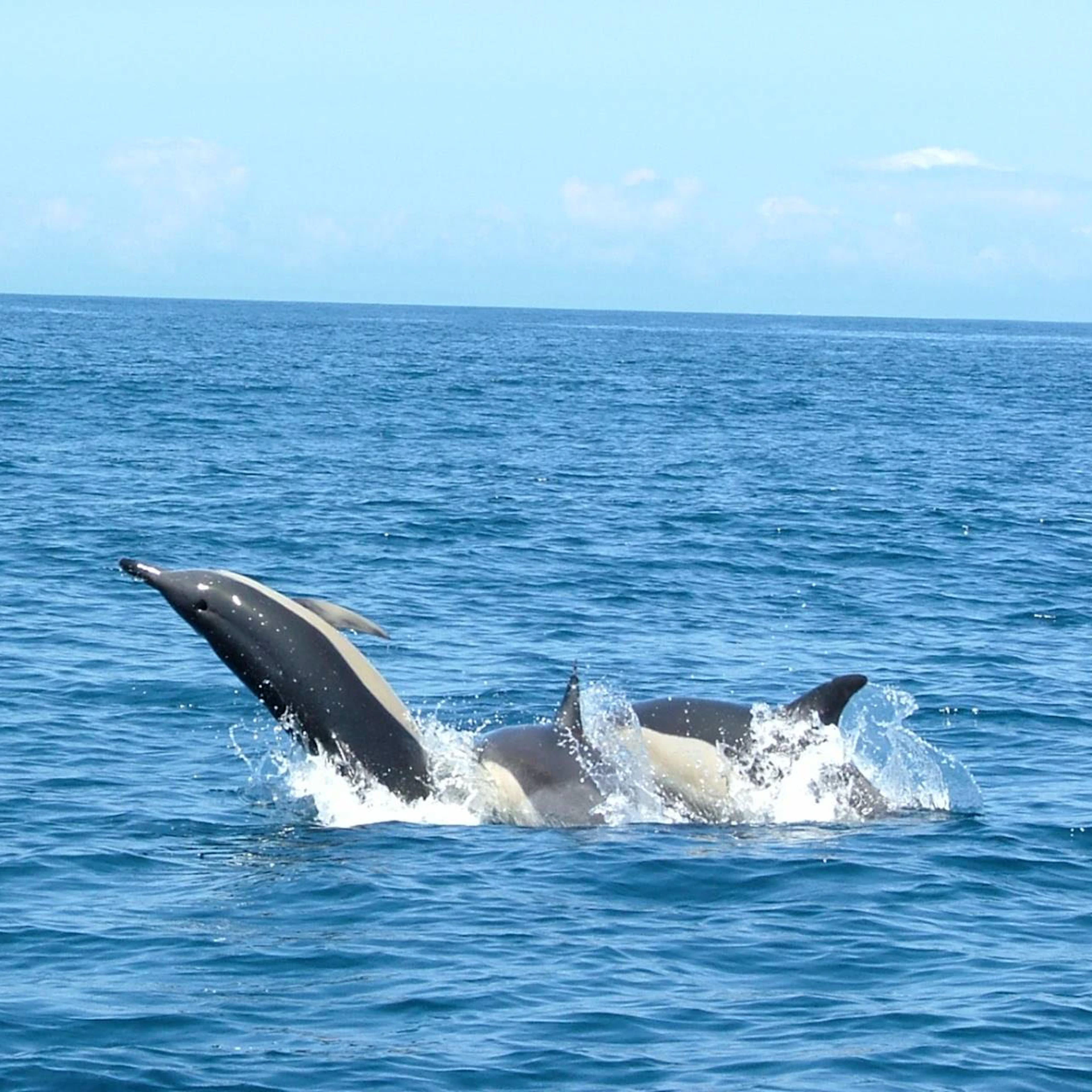 Jumping Dolphin