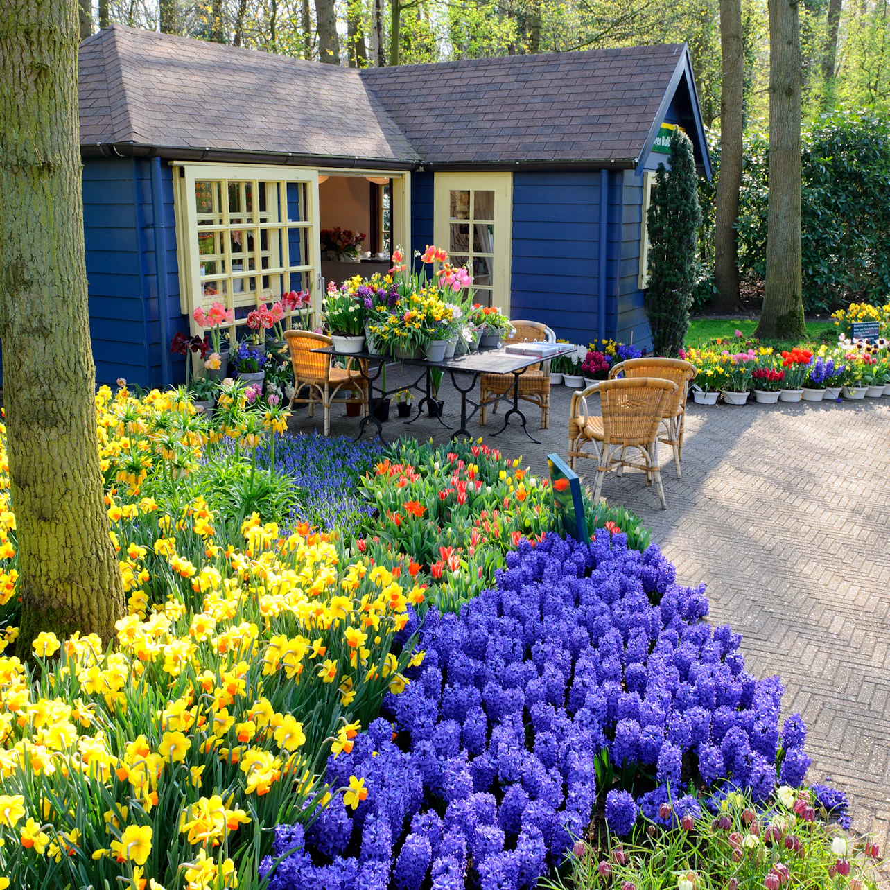 A blue garden shed with wicker chairs and a table surrounded by colorful flowers in full bloom, including yellow, purple, and red blooms.