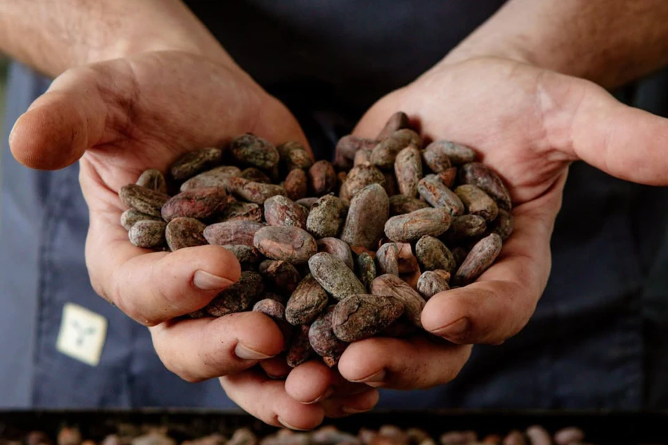 Cocoa beans