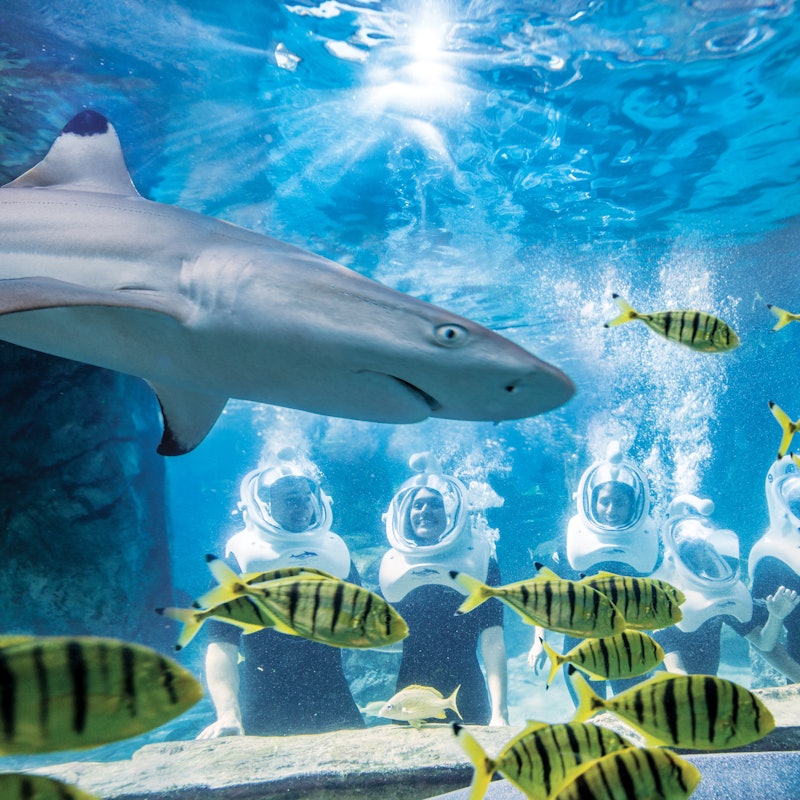 Discovery Cove Tickets Orlando discovery-cove-tickets-orlando