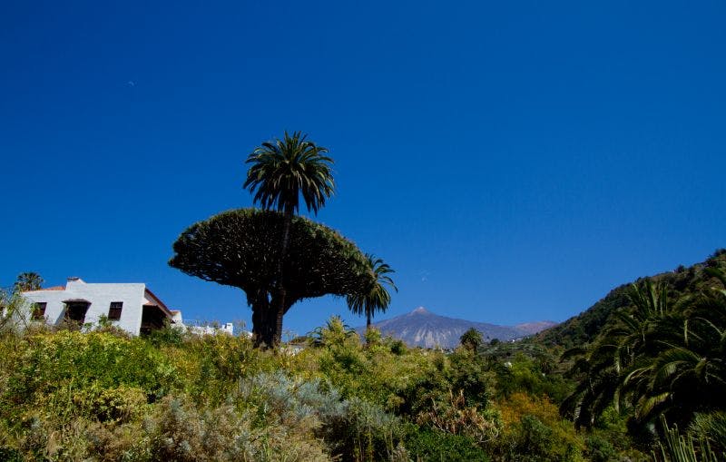 A large, uniquely shaped tree stands amidst lush greenery under a clear blue sky with a distant mountain in the background.