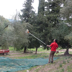 Corfu: Winery Tour + Wine & Olive Tasting 5
