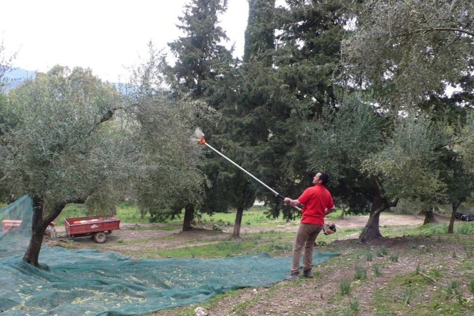 A person in a red shirt uses a pole tool to harvest olives from a tree in a grove, with tarps spread on the ground.