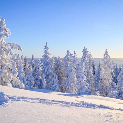 Laponia: Aventura en moto de nieve con traslado