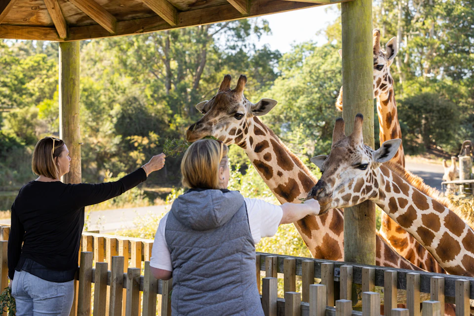 Two people feeding giraffes through a wooden fence in an outdoor enclosure surrounded by trees.