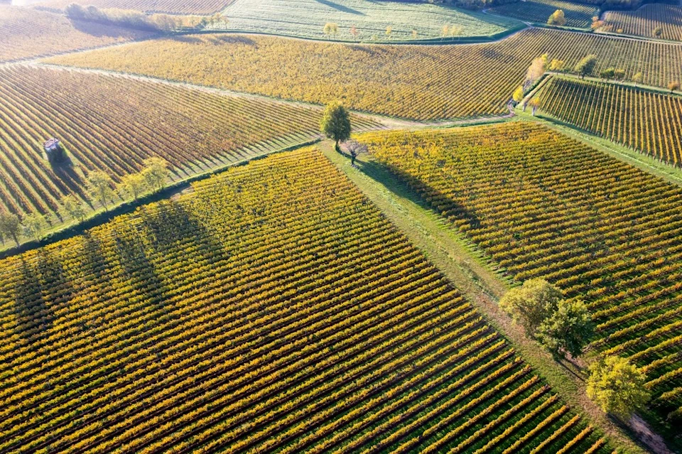 Franciacorta Vineyards
