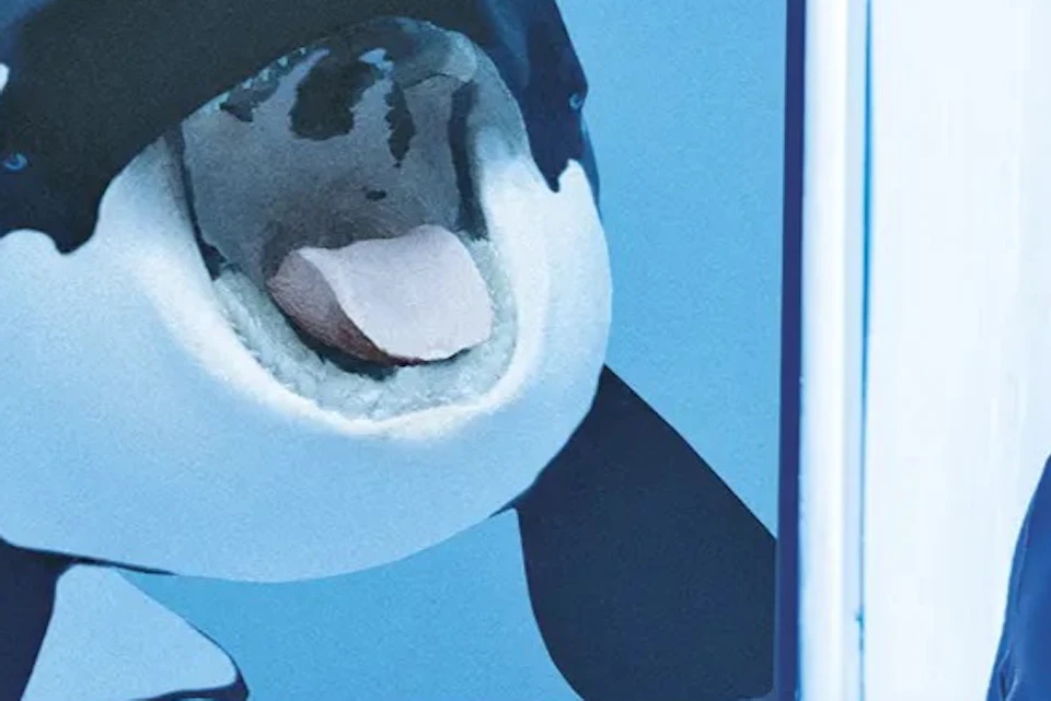 They Explore Orcas