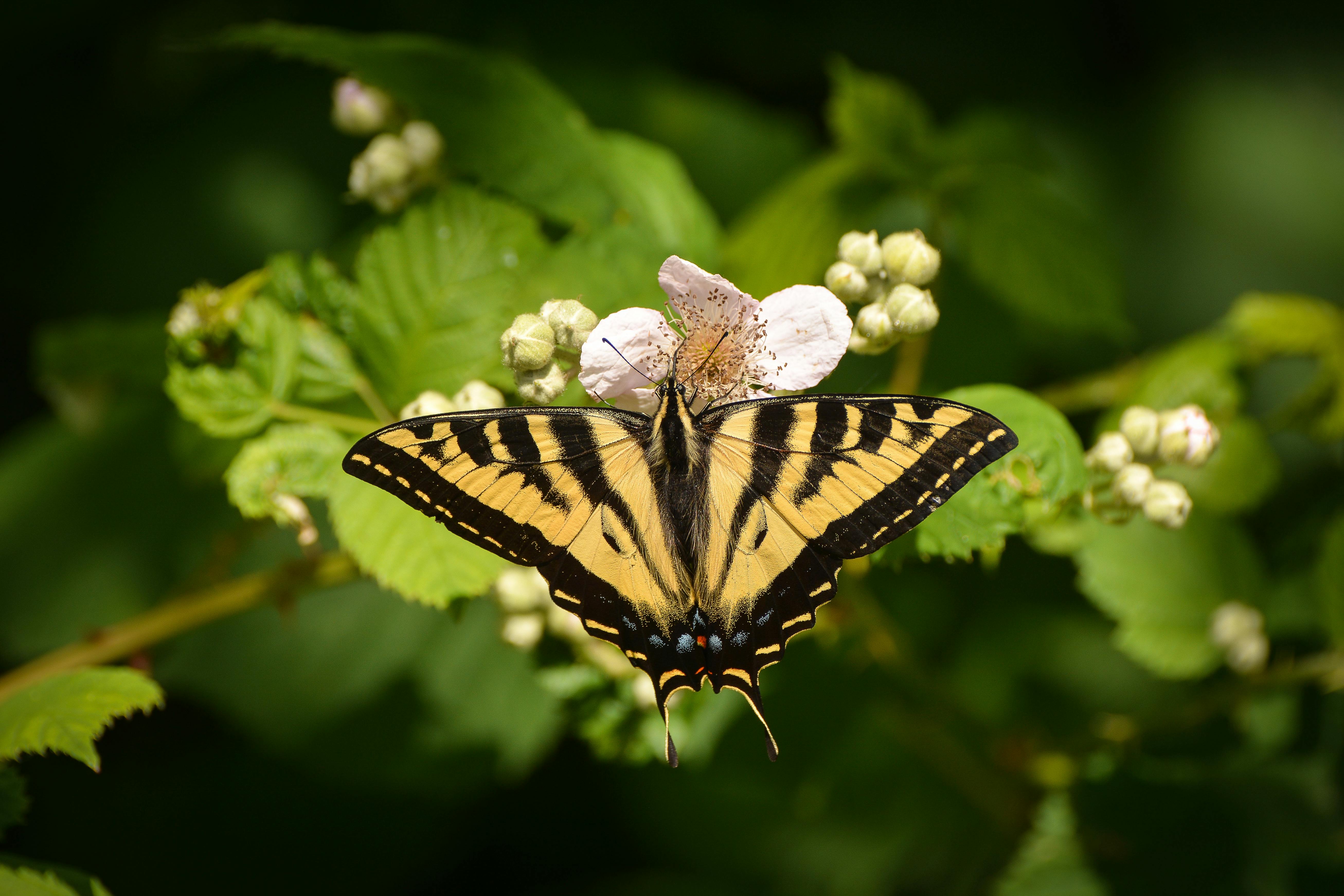 A yellow and black butterfly on a white flower, surrounded by green leaves and buds.