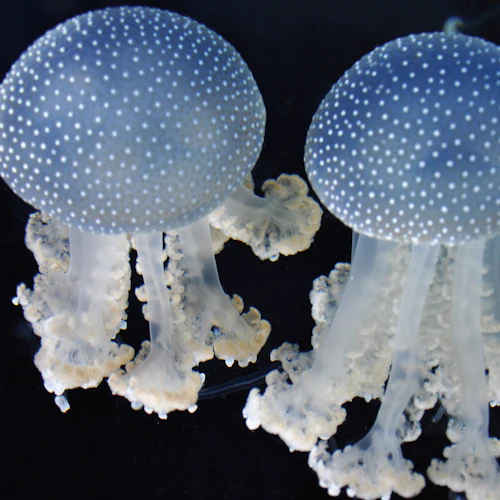 Gardaland SEA LIFE Aquarium: bilhete de entrada - Photo 11