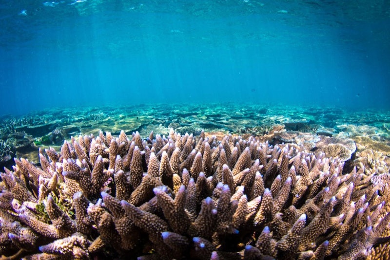 Great Barrier Reef & MOUA: Geführte Schnorchel Tour + Frühstück ...
