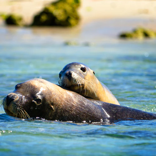 Shoalwater Islands Marine Park: Guided Sightseeing Cruise + Lunch - Photo 1