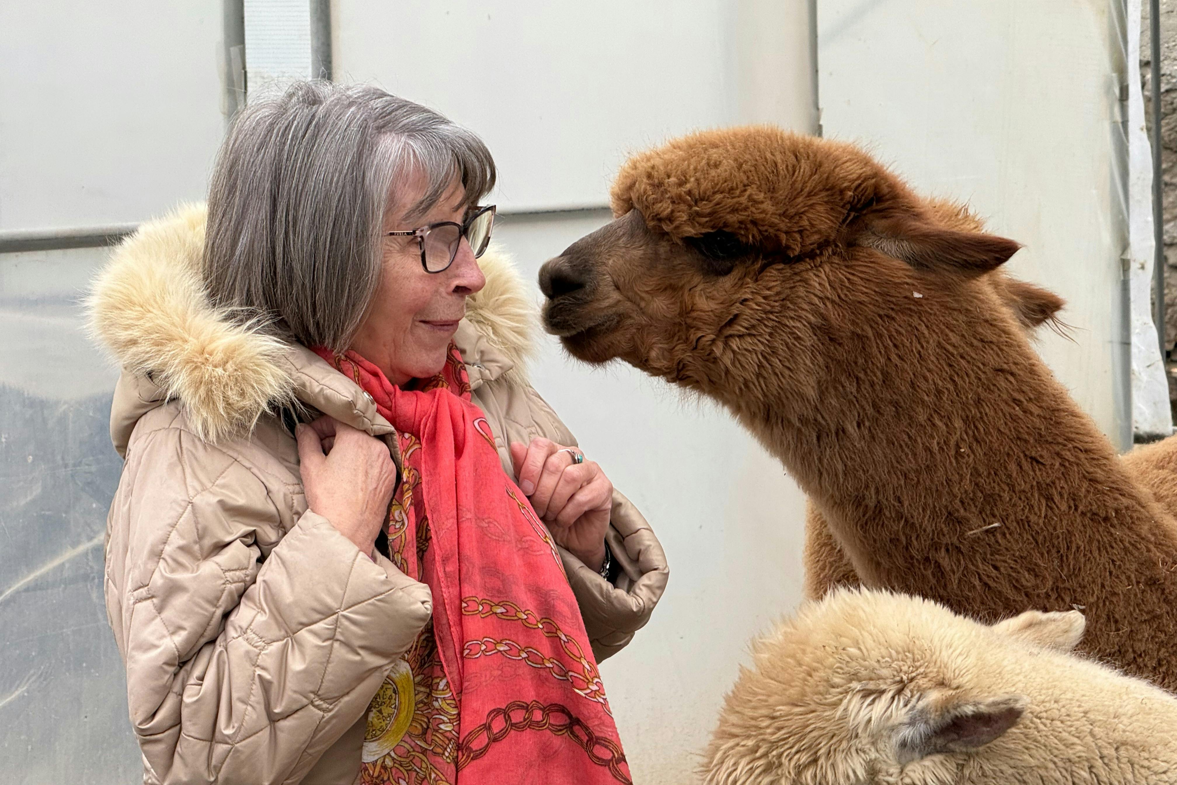 GROW UP - Alpaca del Monviso - Fattoria degli Alpaca: Tour guidato — 6