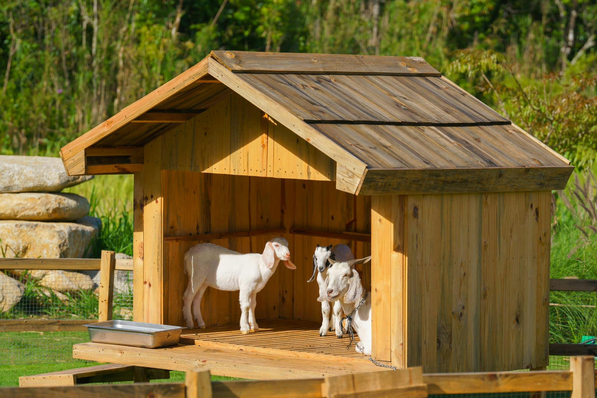 Three goats stand inside a small wooden shed in a grassy outdoor area under sunlight.