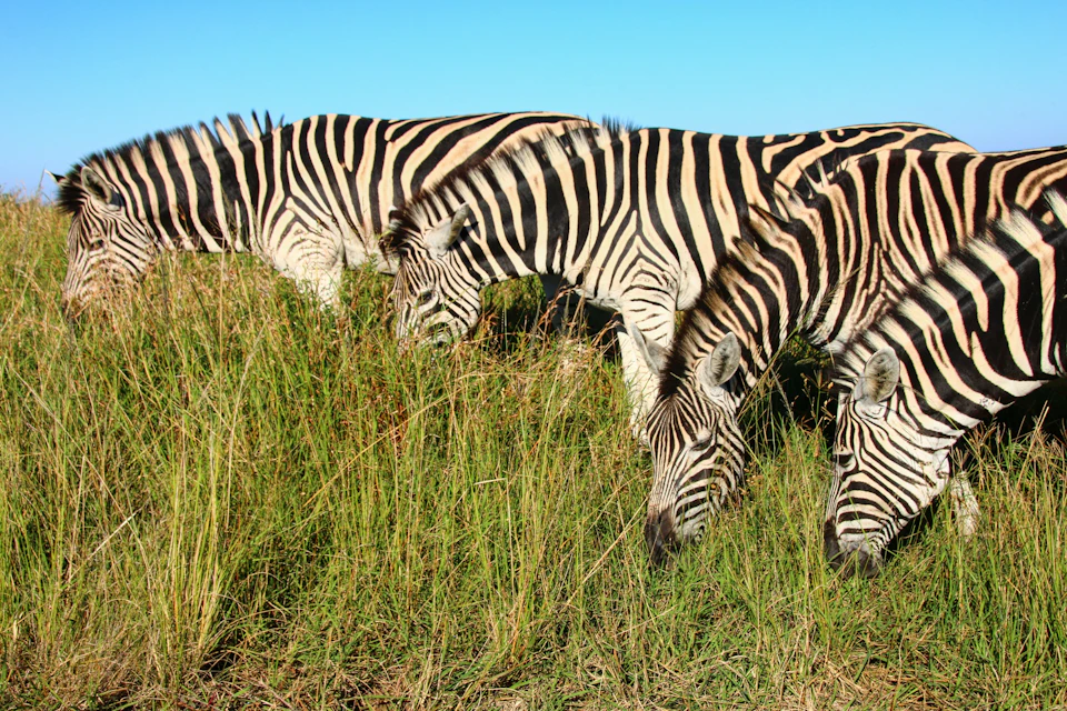 Zebras in the park
