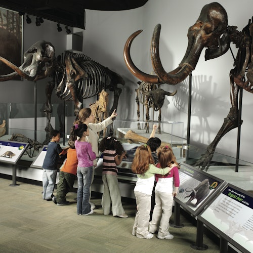 El Museo Field de Historia Natural: Entrada general
