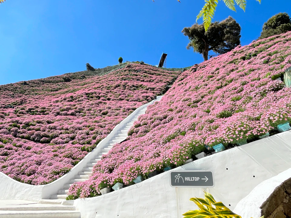 A hill covered in pink flowers with a white staircase leading upward, a "Hilltop" sign, and a blue sky background.