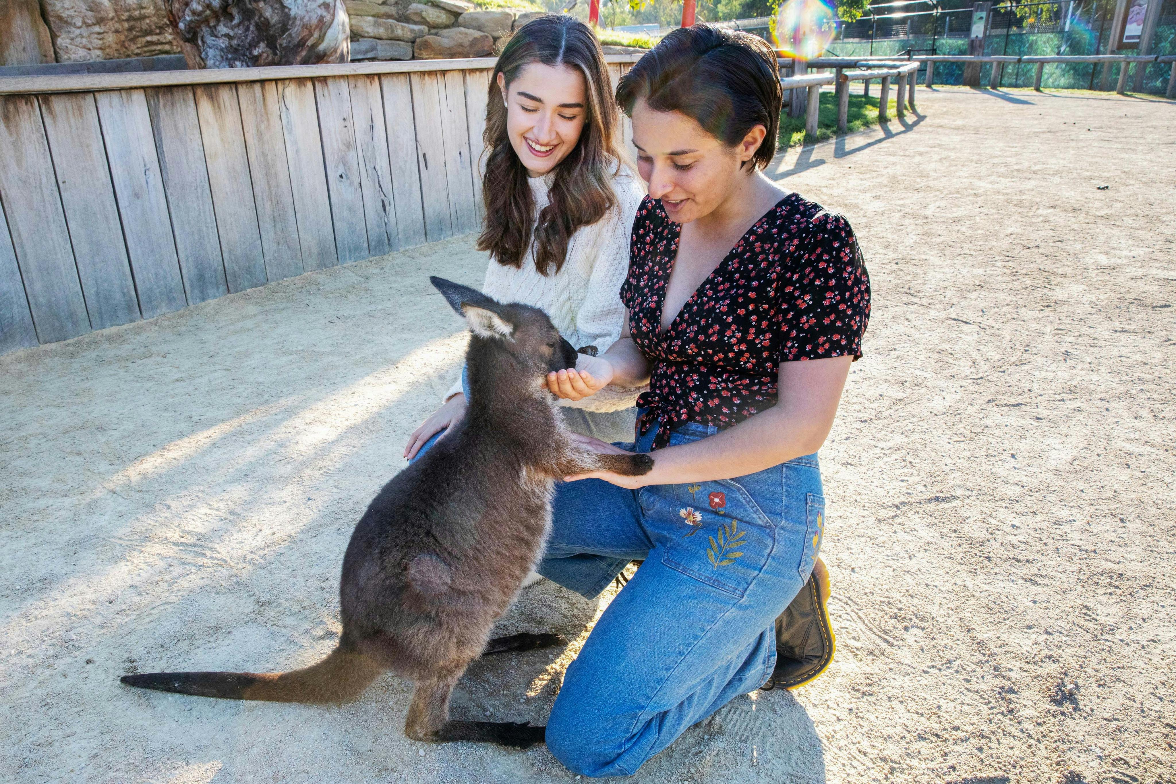 Füttern Sie die Kängurus im Zoo von Sydney