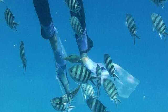 Marsa Alam κολύμβηση με αναπνευστήρα