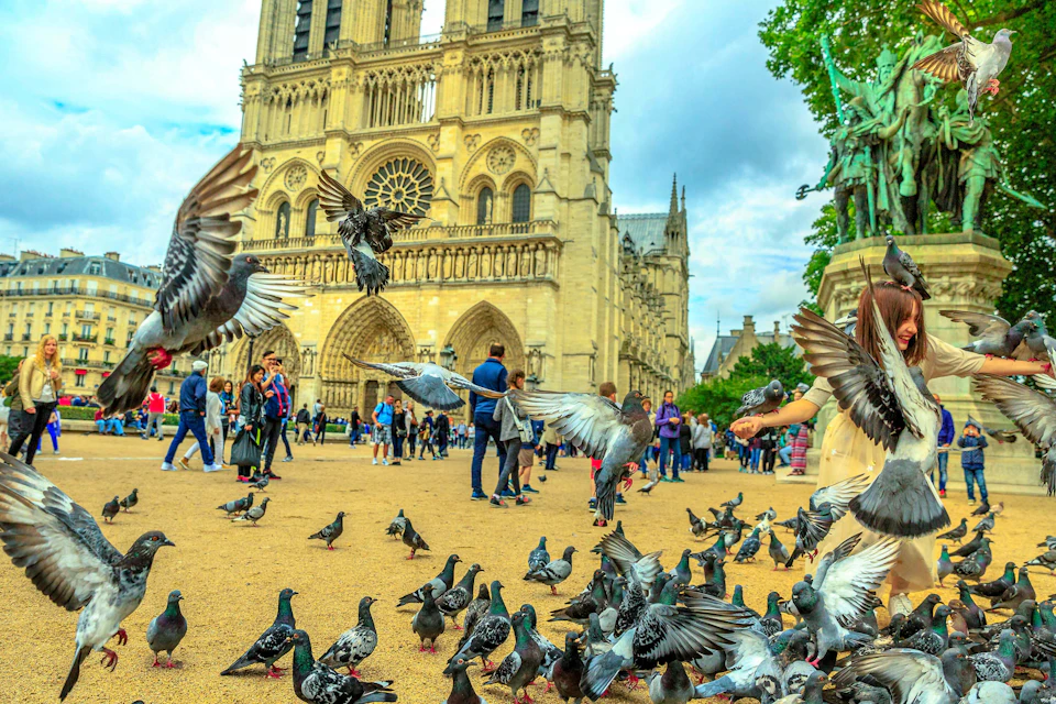 Pigeons flying and people gathering in front of the Notre-Dame Cathedral on a cloudy day.