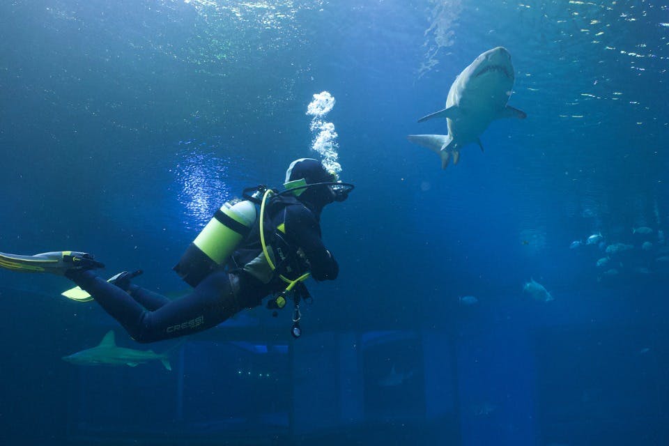 Καταδύσεις με Καρχαρίες με ή χωρίς Άδεια Κατάδυσης
