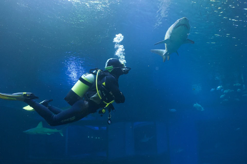 Diving with Sharks with or without a Diving License