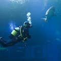 Immersioni con gli squali con o senza brevetto subacqueo