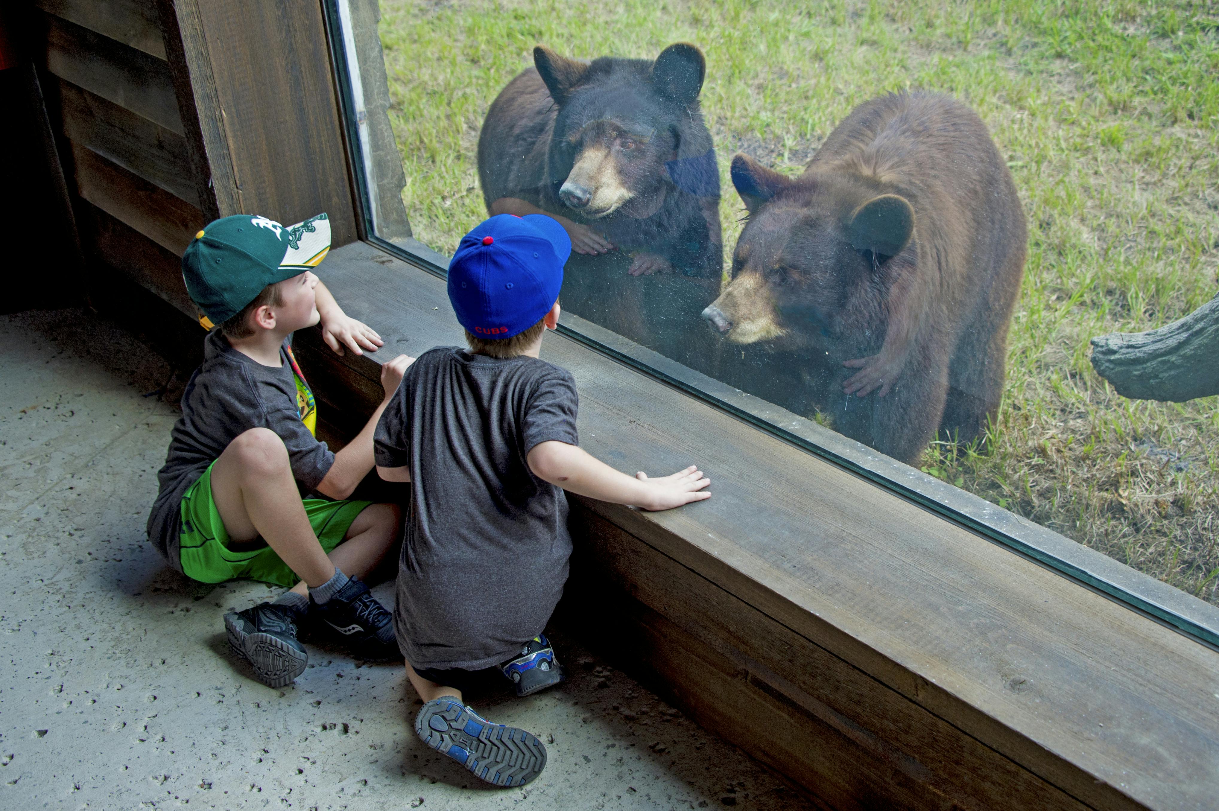 Two children in caps and casual clothes kneel at a large window, looking at three black bears on the other side.