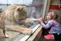 В зоопарке Сан-Франциско есть множество больших кошек в Кошачьем королевстве