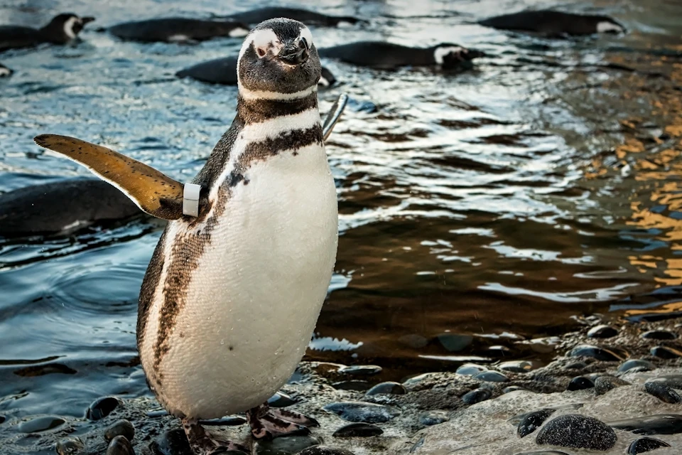 Aquarium of the Pacific