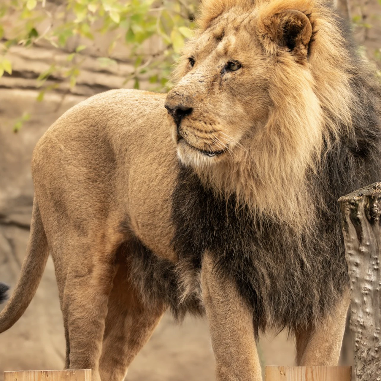 London Zoo: Entry Ticket in London – Tiqets