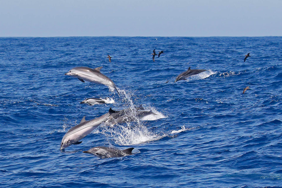 Dolphins leaping out of the ocean with seabirds flying above on a clear day.