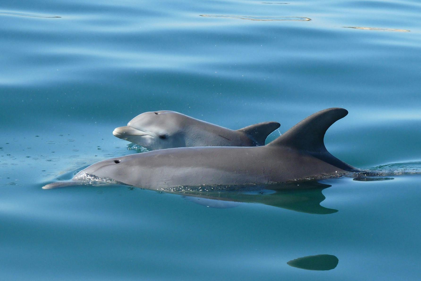 Mother and calf dolphin