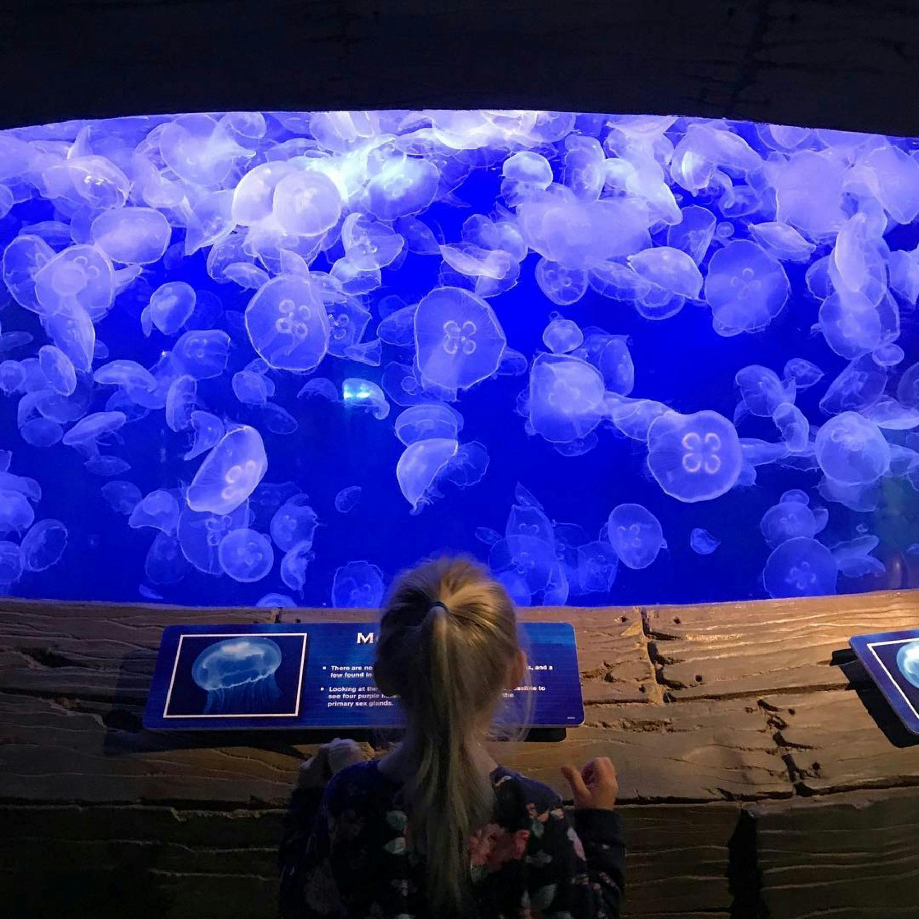 A young child watches a tank with numerous jellyfish illuminated by blue light. Informational displays are seen on the tank's edge.