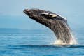 Κρουαζιέρα περιπέτειας με φάλαινες στο Σίδνεϊ