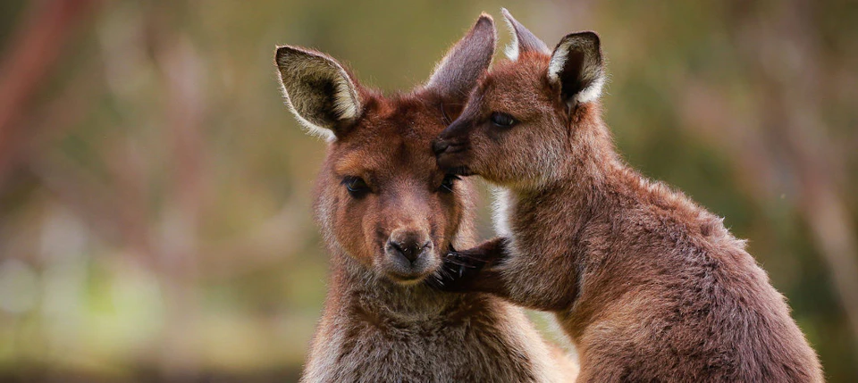 A close-up of an adult kangaroo and a joey; the joey appears to be nuzzling the adult's face.