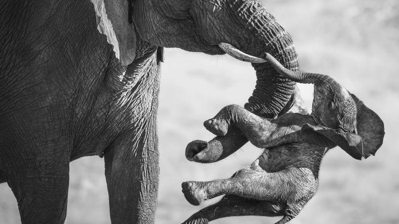 En svartvit bild av en vuxen elefant som använder sin stam för att lyfta eller hålla en babyelefant, med fokus på deras interaktion.