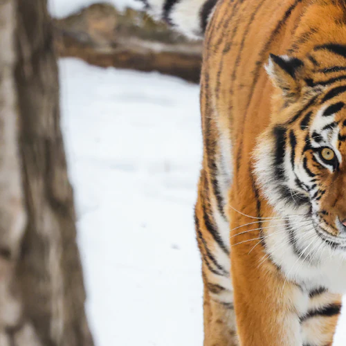 Wilder Institute's Calgary Zoo: Entry Ticket