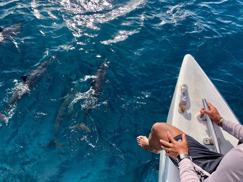 水中でイルカを見下ろすカタマランに乗った男性