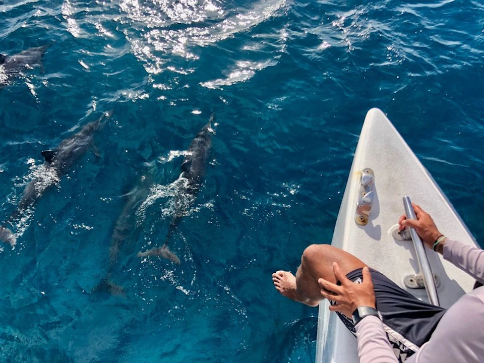 man on a catamaran overlooking dolphins in the water