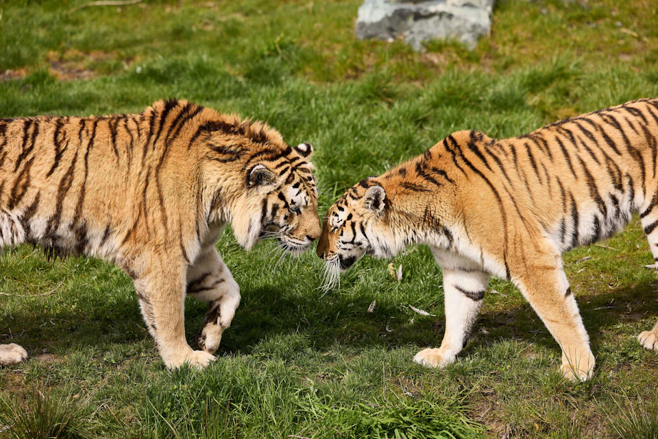 Tigers