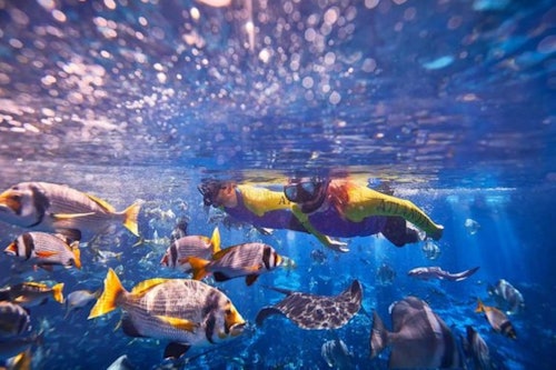 UAEドバイ ロストチェンバーズ水族館: 入場券（即日発券）