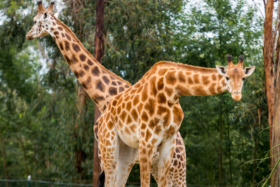 Giraffe