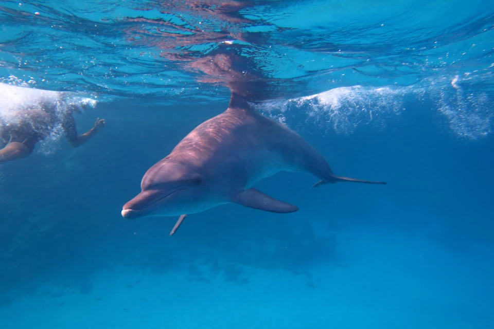 Dolphin House Royal VIP Sea Trip Water Sports Transfer HURGHADA