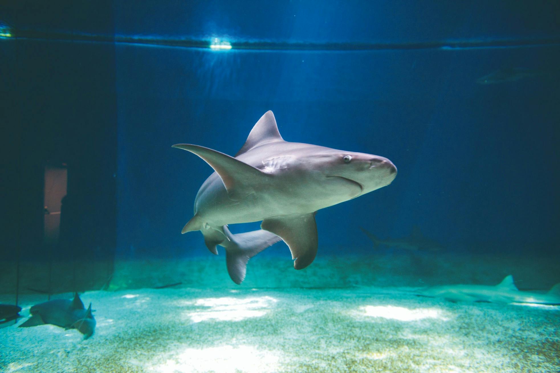 Shark tank - Genoa Aquarium