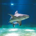 Réservoir à requins - Aquarium de Gênes