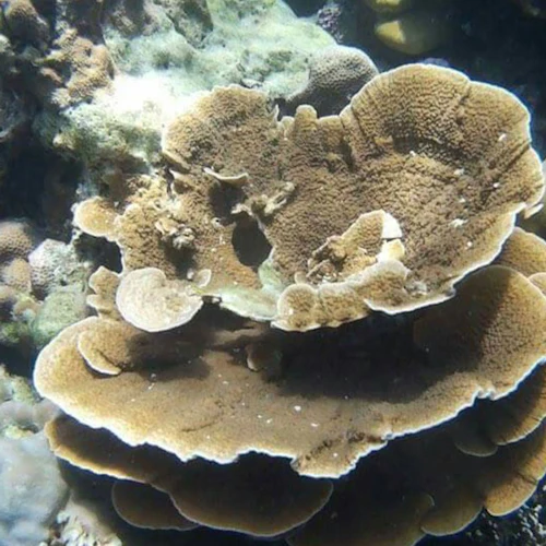 Maya Bay, Phi Phi & Khai Islands: Guided Tour from Phuket + Lunch - Photo 15