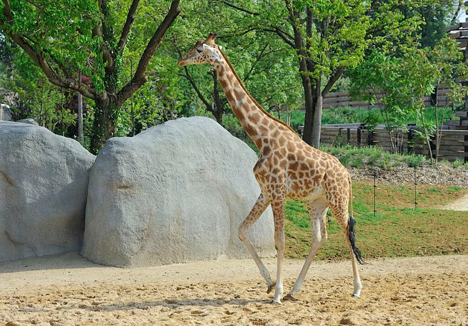 A giraffe walking on sandy ground next to large rocks and trees with green foliage in the background.