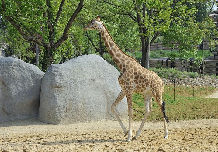 Парижский зоопарк (Parc Zoologique de Paris): Входной билет Билет - 4