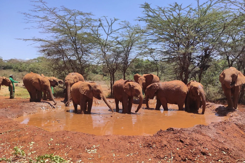 elephant orphanage